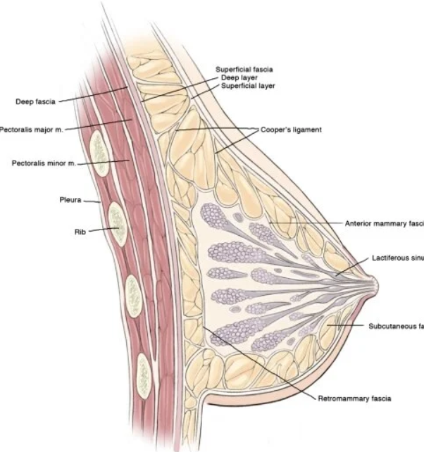 Breast Reduction