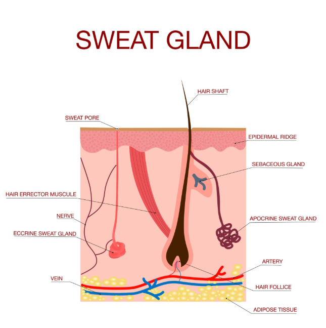 Hyperhidrosis